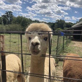 Breezy Hill Farm - Attraction Farms Near Me - Woodbine, Maryland