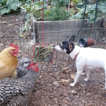 Shay's Behavioral Dog Training - Pet Training Near Me