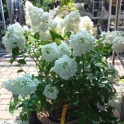 Panetta's Landscape Supplies