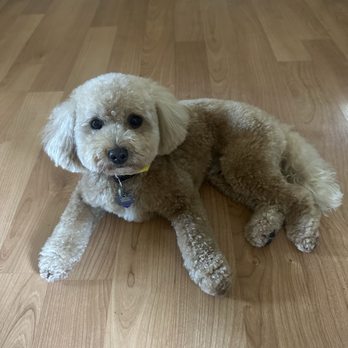 Wagmore Mobile Pet Spa - Pet Groomers Near Me
