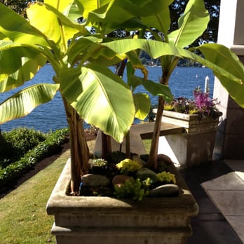 Roger Cross Landscaping and Nursery - a banana tree in a planter - Nurseries & Gardening Near Me - Enumclaw, Washington