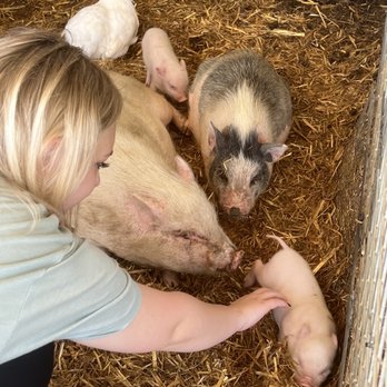 SoCalMiniPigs - Mama and baby's - Pet Breeders Near Me - Valley Center, California SoCalMiniPigs - Mama and baby's - Pet Breeders Near Me - Valley Center, California