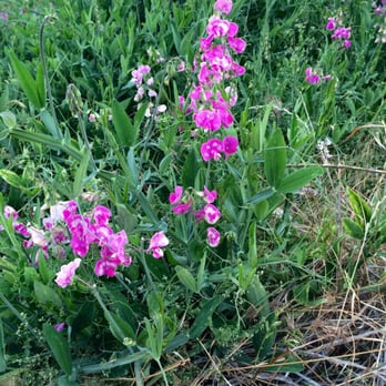 Tobin Resort - Wild flowers on Tobin Trail - Hotels Near Me - Storrie, California Tobin Resort - Wild flowers on Tobin Trail - Hotels Near Me - Storrie, California