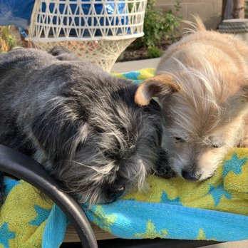 Dazzling Pup - Pet Groomers Near Me - San Gabriel, California