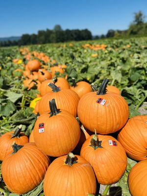 The Pumpkin Patch on Sauvie Island, Portland's original by null