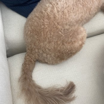 Salty Dog Saloon - :( what even is this - Pet Groomers Near Me - Delray Beach, Florida Salty Dog Saloon - :( what even is this - Pet Groomers Near Me - Delray Beach, Florida