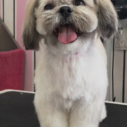 Pet Grooming Salon Fátima Marques