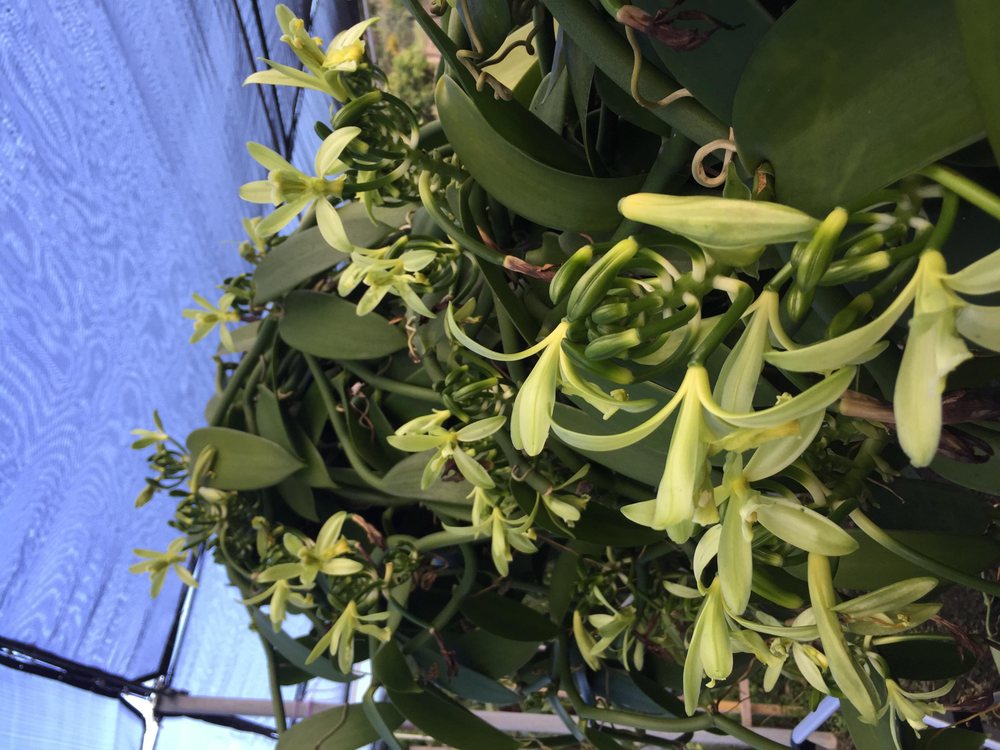 KONA VANILLA & FRUITS Updated September 2024 77741 Ho'omaluhia Dr