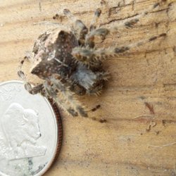 Iconic Pest Solutions