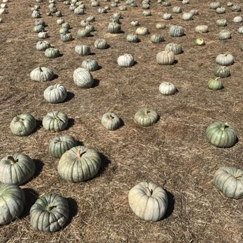 4 C's Pumpkin Patch - Pumpkin Patches Near Me - Half Moon Bay, California