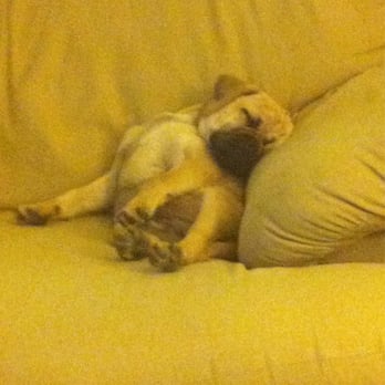 Shade Mountain Kennel - Sleepy Puggle - Pet Services Near Me - Beaver Springs, Pennsylvania