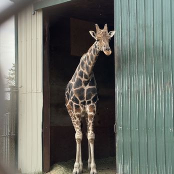 Tupelo Buffalo Park and Zoo - Giraffe - Zoos Near Me - Tupelo, Mississippi Tupelo Buffalo Park and Zoo - Giraffe - Zoos Near Me - Tupelo, Mississippi