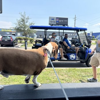 Zip Ride - I think we saw 18 dogs that day... Hank was the best - Tours Near Me - Tampa, Florida