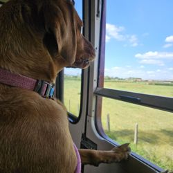 East Somerset Railway - Bella enjoying the  view