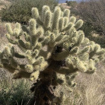 Fraesfield Trailhead - Teddy Bear Cactus protecting a bird's nest! - Hiking Near Me - Scottsdale, Arizona Fraesfield Trailhead - Teddy Bear Cactus protecting a bird's nest! - Hiking Near Me - Scottsdale, Arizona