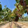 Photo of Khm Produce