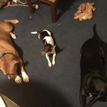 Sleeping Dogs Pet Sitting - Relaxing. - Pet Sitting Near Me - Addison, Texas Sleeping Dogs Pet Sitting - Relaxing. - Pet Sitting Near Me - Addison, Texas
