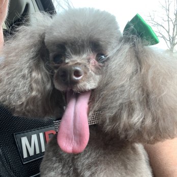 Woof Gang - This is Brie right after her appointment - Pet Stores Near Me - Tomball, Texas Woof Gang - This is Brie right after her appointment - Pet Stores Near Me - Tomball, Texas