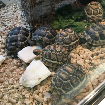 Amazon Reptile Center - Reptile Shops Near Me - Montclair, California