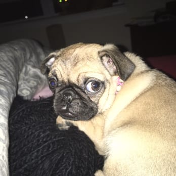 Just Puppies - Adele! - Pet Stores Near Me - Towson, Maryland Just Puppies - Adele! - Pet Stores Near Me - Towson, Maryland