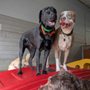 Photo of Camp Bow Wow