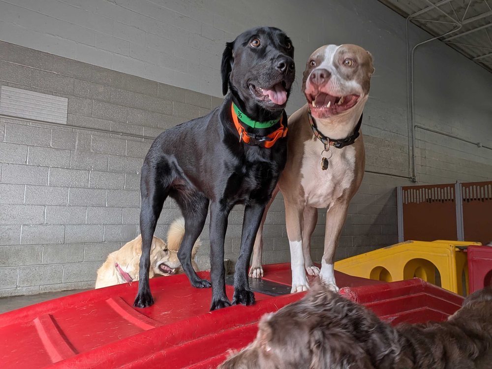 Camp Bow Wow - pet boarding facility in Rochester, NY
