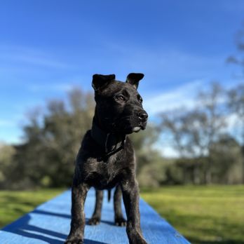 The Canine Ranch - Pet Training Near Me - Copperopolis, California The Canine Ranch - Pet Training Near Me - Copperopolis, California