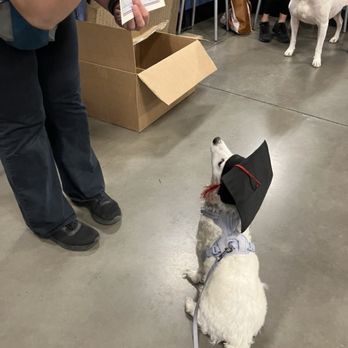 PetSmart - Snow graduating her first group of courses. - Pet Groomers Near Me - Las Vegas, Nevada PetSmart - Snow graduating her first group of courses. - Pet Groomers Near Me - Las Vegas, Nevada