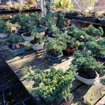 Maruyama Bonsai Nursery - Nurseries & Gardening Near Me - Sacramento, California