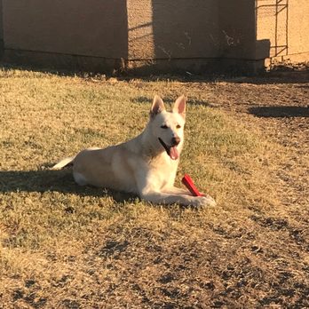 WhiteHeart K9 - Justice for Ludo - Pet Training Near Me