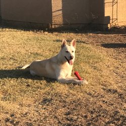 WhiteHeart K9 - Justice for Ludo