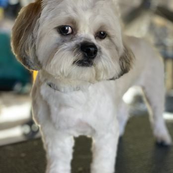 LA Dog Groomers - Pet Groomers Near Me LA Dog Groomers - Pet Groomers Near Me