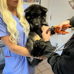 Companion Animal Hospital