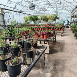Fuller's Nursery - Look at this variety