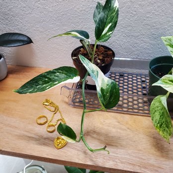 Plantiitas - Beginning of a new hobby - Home Decor Near Me - Long Beach, California Plantiitas - Beginning of a new hobby - Home Decor Near Me - Long Beach, California