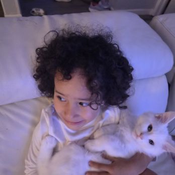Maine Coon Melody - Pet Breeders Near Me Maine Coon Melody - Pet Breeders Near Me