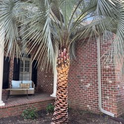 Palm Mechanics - Pindo Palm after some TLC from Palm Mechanics