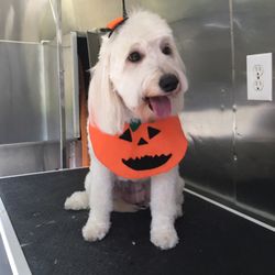 finley's upper cut mobile grooming