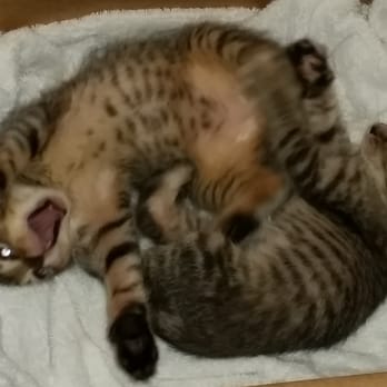 Village West Veterinary - Our foster kittens getting a check up. - Veterinarians Near Me - Chicago, Illinois Village West Veterinary - Our foster kittens getting a check up. - Veterinarians Near Me - Chicago, Illinois