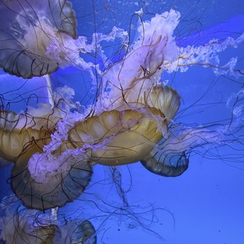 Downtown Aquarium - Museums Near Me - Denver, Colorado Downtown Aquarium - Museums Near Me - Denver, Colorado
