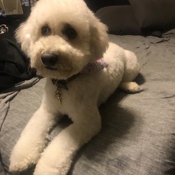 Muddy Paws OC - Pet Groomers Near Me - Orange, California Muddy Paws OC - Pet Groomers Near Me - Orange, California