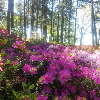 WRAL Azalea Gardens - Botanical Gardens Near Me - Raleigh, North Carolina