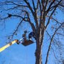 Photo of Honey Bear Tree Care