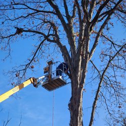 Honey Bear Tree Care - 80 ft. Shag Bark Hickory