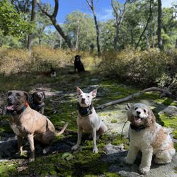 Ruff Hikers - the squad