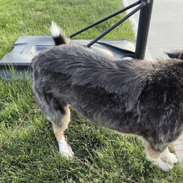 Terrible grooming job. Terrible grooming job.