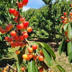 Root Orchards