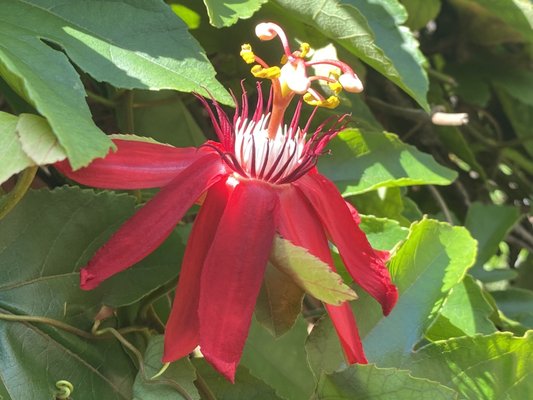 Spanish Military Hospital Museum by null