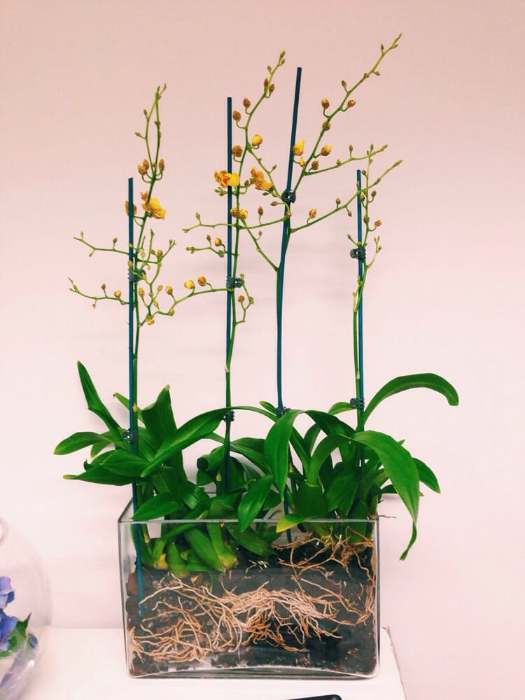 Vida Flores