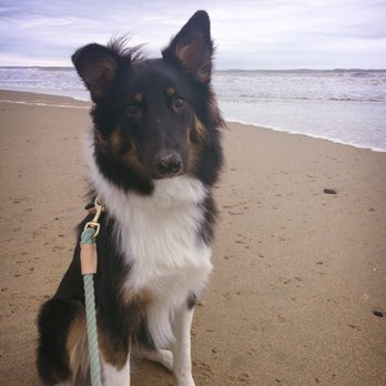 Stirling Collies - Pet Adoption Near Me